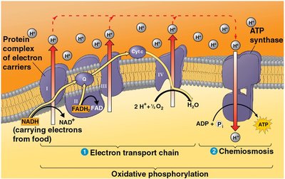 Electron transport chain and chemiosmosis