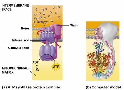 ATP synthase protein complex