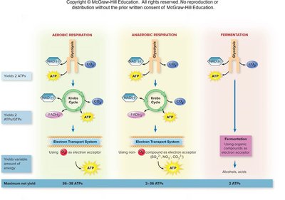 Comparison of aerobic, anaerobic, and fermentation pathways