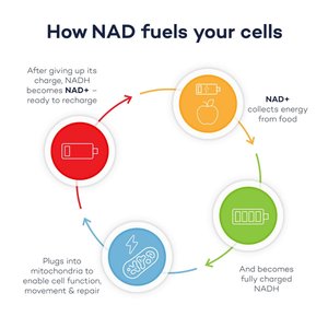 How NAD fuels your cells