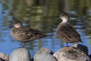 Grey teal individuals