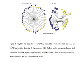Neighbor-net trees based on genetic loci