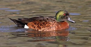 Chestnut teal individual