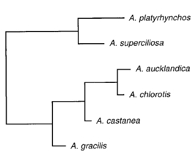 Phylogenetic tree of Australasian teals