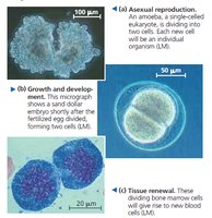 Examples of cell division: asexual reproduction, growth, and tissue renewal