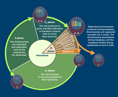 G1 phase: cell growth and preparation