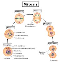 Stages of mitosis