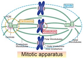 Mitotic apparatus and spindle structure