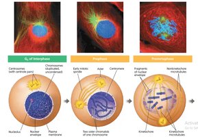 Transition from interphase to mitosis