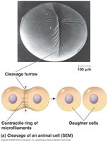 Cytokinesis in animal cells