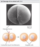 Cytokinesis in animal cells