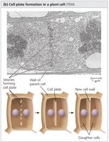 Cytokinesis in plant cells