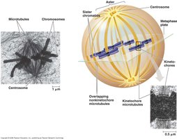 Mitotic spindle and associated structures