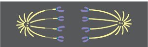 Chromosome movement during anaphase