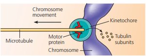 Chromosome movement during anaphase