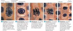 Mitosis stages in onion root tip