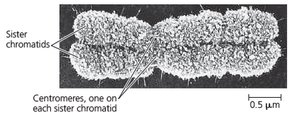 Sister chromatids and centromere structure
