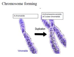 Chromosome forming: duplication produces two sister chromatids