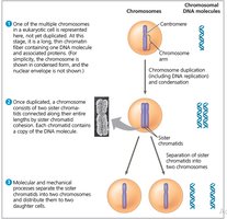 Chromosome duplication and separation process