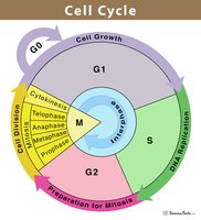 Cell cycle diagram