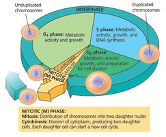 Cell cycle phases and chromosome status