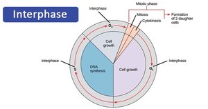 Interphase diagram