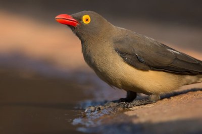 Oxpecker bird close-up