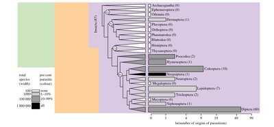 Phylogeny of insect taxa showing parasite diversity