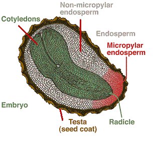 Diagram of average seed structure