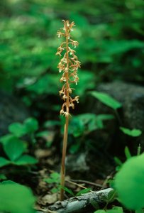 Green orchid plant