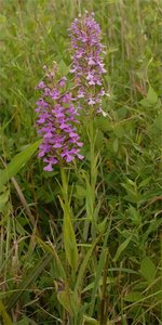 Leafless monotropoid orchid