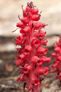 Red monotropoid orchid
