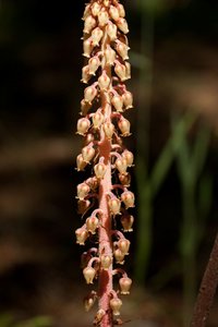 Monotropa hypopitys (Pinesap)