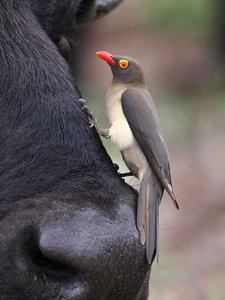 Oxpecker bird on ungulate