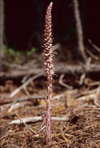Monotropa orchid species