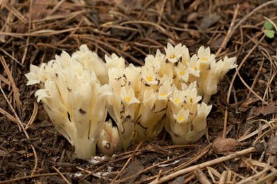 Monotropa orchid species