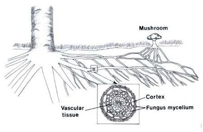 Diagram of mycorrhizal association
