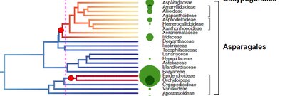 Orchid phylogeny and diversity