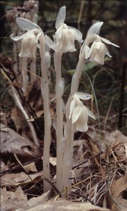 Orobanchaceae root parasite