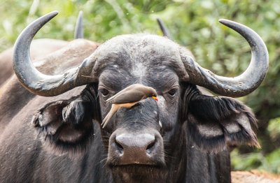 Oxpecker bird on buffalo's face