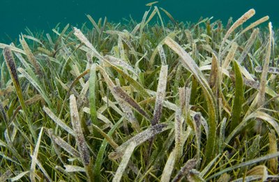 Seagrass bed