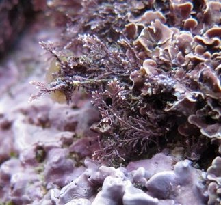 Coralline algae close-up