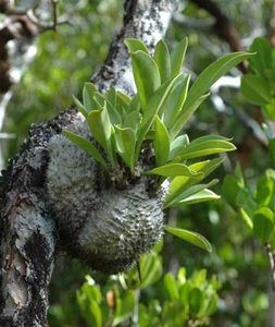 Myrmecodia plant