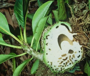 Myrmecodia stem cross-section