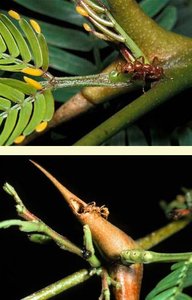 Acacia with ants