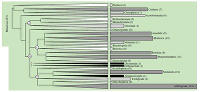 Phylogeny of animal taxa showing parasite diversity
