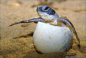 Hatchling turtle emerging from egg