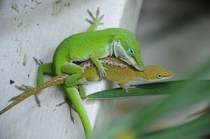 Two Carolina anoles mating