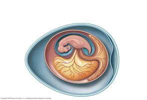 Annotated diagram of an amniotic egg