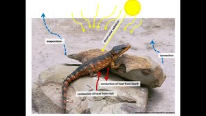 Lizard basking in the sun
